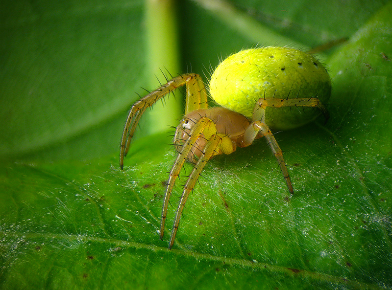 Araniella opisthographa